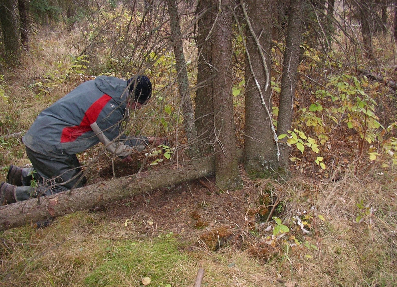 Eric at a cavity under spruce tree hibernacula